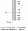 Product image for OR2G3 Antibody