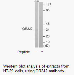 Product image for OR2J2 Antibody
