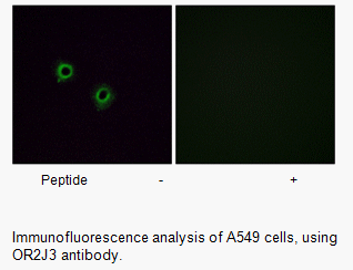 Product image for OR2J3 Antibody