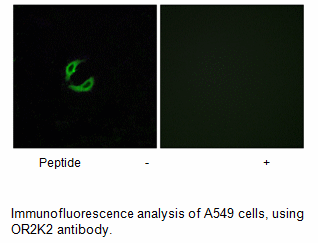 Product image for OR2K2 Antibody