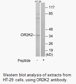 Product image for OR2K2 Antibody