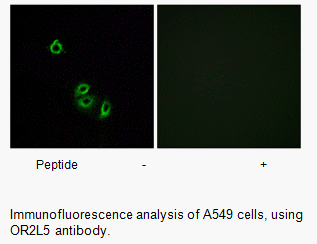 Product image for OR2L5 Antibody