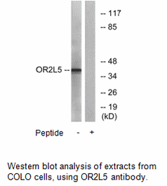 Product image for OR2L5 Antibody