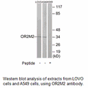 Product image for OR2M2 Antibody