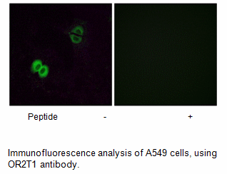 Product image for OR2T1 Antibody
