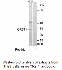 Product image for OR2T1 Antibody