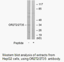 Product image for OR2T2/2T35 Antibody