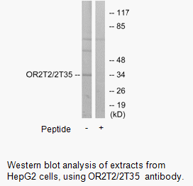 Product image for OR2T2/2T35 Antibody