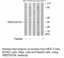 Product image for OR2T3/2T34 Antibody