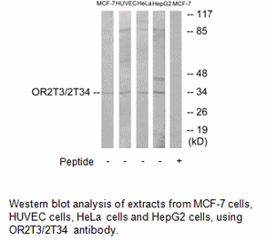 Product image for OR2T3/2T34 Antibody