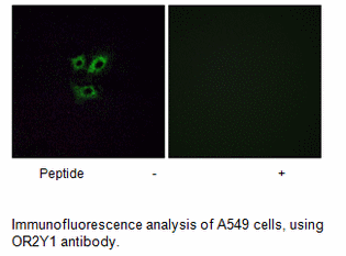 Product image for OR2Y1 Antibody