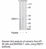 Product image for OR2Y1 Antibody