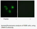 Product image for OR4A15 Antibody