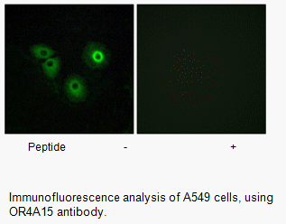 Product image for OR4A15 Antibody