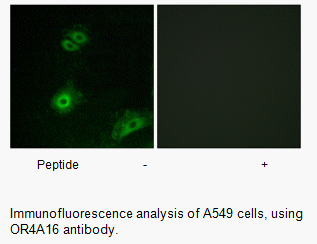 Product image for OR4A16 Antibody