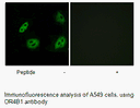 Product image for OR4B1 Antibody