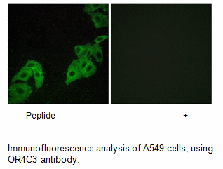 Product image for OR4C3 Antibody