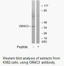 Product image for OR4C3 Antibody