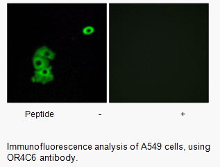 Product image for OR4C6 Antibody