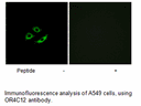 Product image for OR4C12 Antibody
