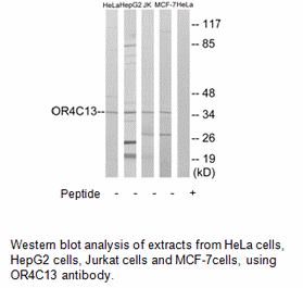 Product image for OR4C13 Antibody