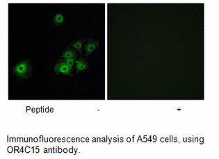 Product image for OR4C15 Antibody