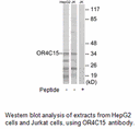 Product image for OR4C15 Antibody