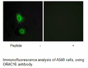 Product image for OR4C16 Antibody