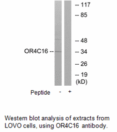 Product image for OR4C16 Antibody