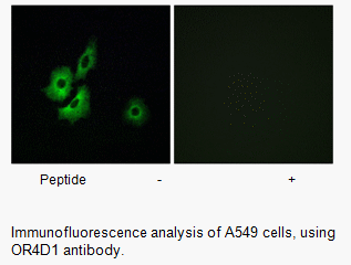 Product image for OR4D1 Antibody