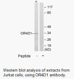 Product image for OR4D1 Antibody