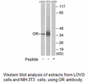 Product image for OR4D6 Antibody