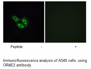 Product image for OR4E2 Antibody