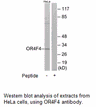 Product image for OR4F4 Antibody