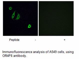 Product image for OR4F6 Antibody