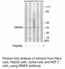 Product image for OR4F6 Antibody