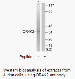 Product image for OR4K2 Antibody