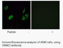Product image for OR4K3 Antibody