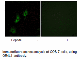 Product image for OR4L1 Antibody