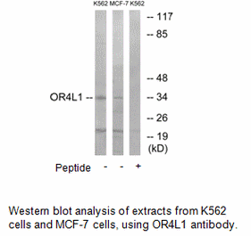 Product image for OR4L1 Antibody