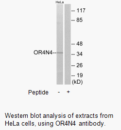 Product image for OR4N4 Antibody