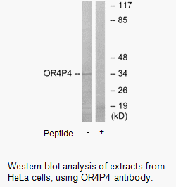Product image for OR4P4 Antibody