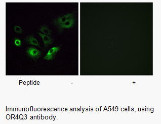 Product image for OR4Q3 Antibody