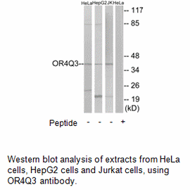 Product image for OR4Q3 Antibody