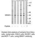 Product image for OR4X1 Antibody