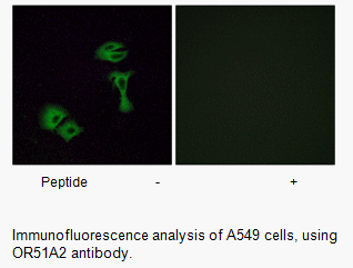 Product image for OR51A2 Antibody