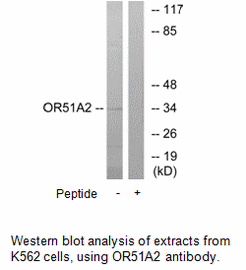 Product image for OR51A2 Antibody