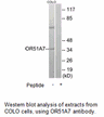 Product image for OR51A7 Antibody