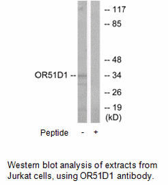 Product image for OR51D1 Antibody