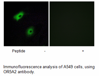 Product image for OR5A2 Antibody